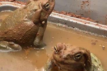 Frösche  kaufen und verkaufen Foto: Bufo Alvarius ,Coloradokröte Pärchen