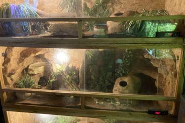 Pythons kaufen und verkaufen Foto: Verkaufe Königsphyton weiblich Pythons kaufen und verkaufen Foto: Verkaufe Königsphyton weiblich