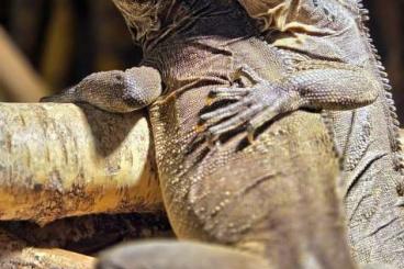Lizards kaufen und verkaufen Photo: Suche Hydrosaurus microlophus 1.0