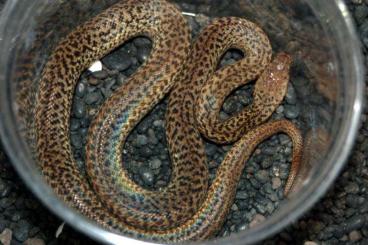 Schlangen kaufen und verkaufen Foto: Antaresia maculosa 'granite' morph