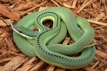 Snakes kaufen und verkaufen Photo: Looking for Philodryas baroni