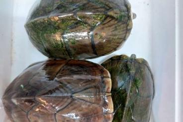 Schildkröten  kaufen und verkaufen Foto: For sale Claudius and Sternotherus 