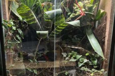 Poison dart frogs kaufen und verkaufen Photo: Leucomelas inkl. Terrarium