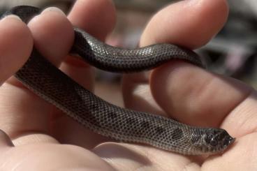 Nattern ungiftige kaufen und verkaufen Foto: Heterodon nasicus, Hakennasennatter, Hognosesnake Nattern ungiftige kaufen und verkaufen Foto: Heterodon nasicus, Hakennasennatter, Hognosesnake