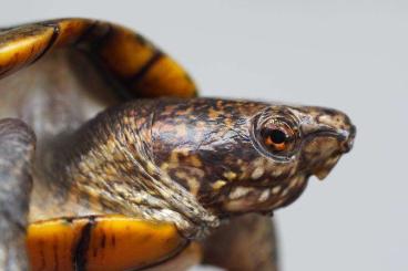 Sumpfschildkröten kaufen und verkaufen Foto: Suche/Look for Kinosternon acutum