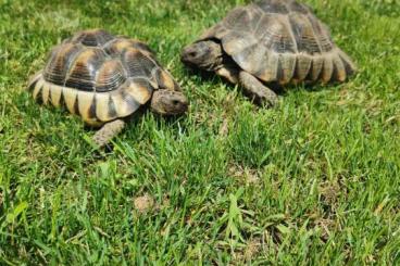 Tortoises kaufen und verkaufen Photo: ZWEI Breitrandschildkröten