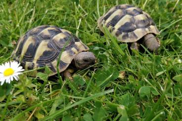 Landschildkröten kaufen und verkaufen Foto: Nachwuchs Griechischer Landschildkröten 2022 (T.h.b.) zu verkaufen