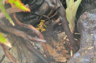 Pfeilgiftfrösche kaufen und verkaufen Foto: Looking for Dendrobate leucomelas bolivar/fines spotted