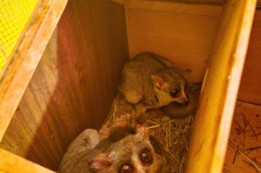 Exotic mammals kaufen und verkaufen Photo: Senegal Galagos (Buschbaby's)