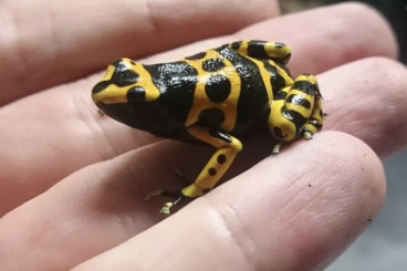 Pfeilgiftfrösche kaufen und verkaufen Foto: [Suche] Dendrobates Leucomelas Puerto Ayacucho 1.1