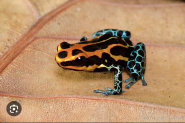 Poison dart frogs kaufen und verkaufen Photo: [Suche] Ranitomeya Amazonica Iquitos oder Arena Blanca 1.1