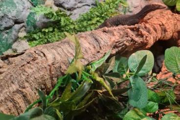 Monitor lizards kaufen und verkaufen Photo: Trauerwaran Weibchen zu verkaufen 
