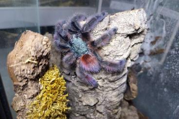 - bird spiders kaufen und verkaufen Photo: 3 Vogelspinnen Abzugeben 