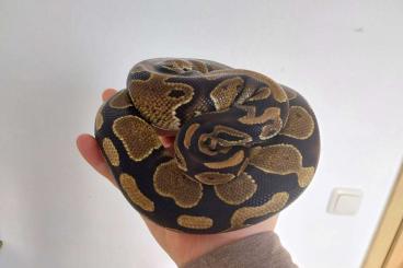 Ball Pythons kaufen und verkaufen Photo: Königspython Weibchen Wildfarbe NZ22