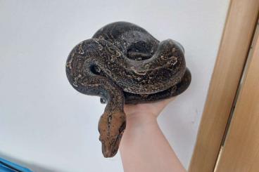 Boas kaufen und verkaufen Photo: Leopard ph. Pastel 0.1 Boa constrictor imperator 