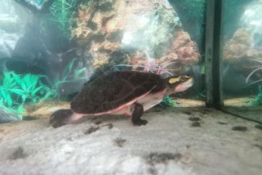 Sumpfschildkröten kaufen und verkaufen Foto: Emydura Subglobosa Wasserschildkröte