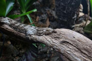 Lizards kaufen und verkaufen Photo: Mniarogecko chahoua/leachianus