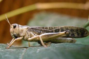 Insekten kaufen und verkaufen Foto: Suche Wanderheuschrecken , optional gerne auch Eier