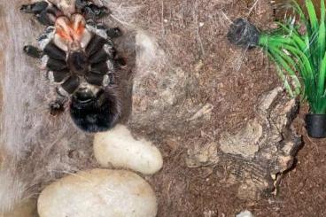 Vogelspinnen kaufen und verkaufen Foto: Acanthoscurria geniculata Weibchen