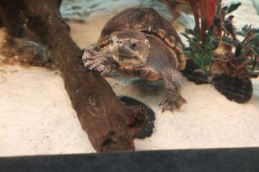 Schildkröten  kaufen und verkaufen Foto: (Leider) 4 Wasserschildkröten mit Zuhause verkaufen