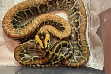 Pythons kaufen und verkaufen Foto: Burmese python het 66% champagne 50% Caramel/blond Labirynth albino