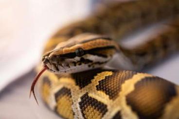 Pythons kaufen und verkaufen Foto: Burmese/Tigerpython PROVEN Classic 100% het champagne blond/caramel