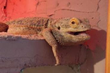 Bearded dragons kaufen und verkaufen Photo: Bartagame weiblich abzugeben 