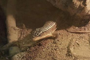 Lizards kaufen und verkaufen Photo: Sudanschildechse und Streifenschildechse abzugeben