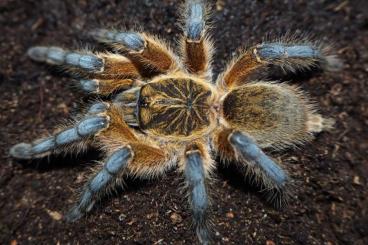 - bird spiders kaufen und verkaufen Photo: Looking for adult females and males