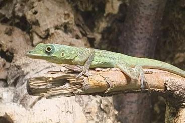 Lizards kaufen und verkaufen Photo: Verschiedene Anolis abzugeben Lizards kaufen und verkaufen Photo: Verschiedene Anolis abzugeben