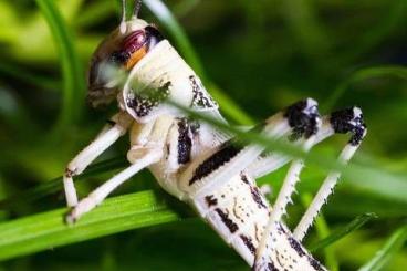 Spinnen und Skorpione kaufen und verkaufen Foto: Frische Futterinsekten & Frostfutter für Ihre Reptilien