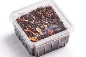 Insects kaufen und verkaufen Photo: Frische Futterinsekten & Frostfutter für Ihre Reptilien