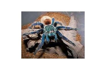Spiders and Scorpions kaufen und verkaufen Photo: Verschiedene Spinnenarten