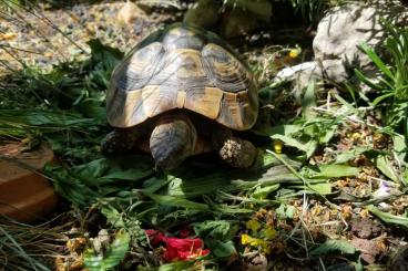 Landschildkröten kaufen und verkaufen Foto: Dalmatinische Landschildkröte Weibchen / Hercegovinensis 