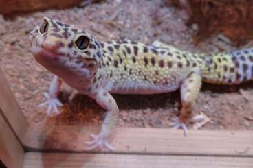 Geckos kaufen und verkaufen Photo: 4 Leopardgeckos + Terrarium und Inventar 