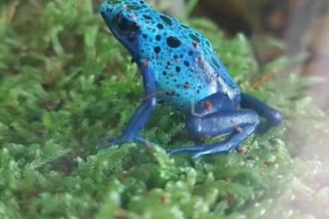 Pfeilgiftfrösche kaufen und verkaufen Foto: Zwei gesunde Dendrobaten Azureus 