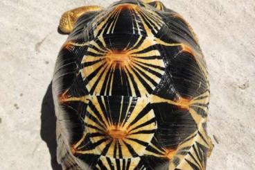 Landschildkröten kaufen und verkaufen Foto: 1.0 Astrochelys radiata 3 kg