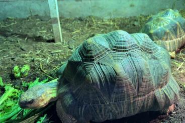 Turtles and Tortoises kaufen und verkaufen Photo: 3.1 Astrochelys radiata (3males and 1 female) Turtles and Tortoises kaufen und verkaufen Photo: 3.1 Astrochelys radiata (3males and 1 female)