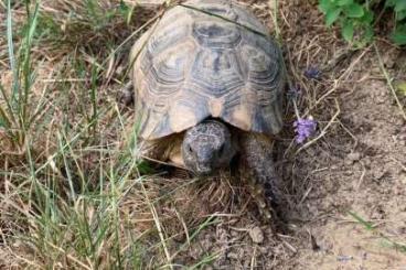 Landschildkröten kaufen und verkaufen Foto: Testudo marginata Zuchtgruppe abzugeben (DNZ’03)