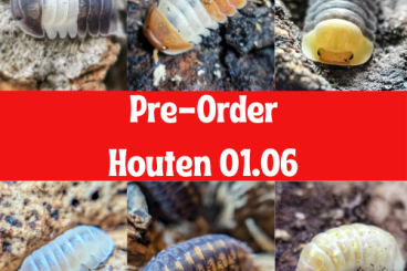 Insects kaufen und verkaufen Photo: Isopods Asseln Houten Cubaris Armadillidium Porcellio Bodenpolizei Insects kaufen und verkaufen Photo: Isopods Asseln Houten Cubaris Armadillidium Porcellio Bodenpolizei