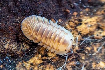 other Arthropoda kaufen und verkaufen Photo: Isopods Asseln Cubaris Armadillidium Porcellio Bodenpolizei other Arthropoda kaufen und verkaufen Photo: Isopods Asseln Cubaris Armadillidium Porcellio Bodenpolizei