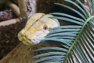 Snakes kaufen und verkaufen Photo: Reptilien aller Art....Schlangen,Echsen etc.