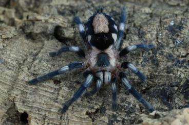 - bird spiders kaufen und verkaufen Photo: Cyriocosmus offer Slings/Females/Males
