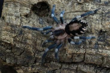 Vogelspinnen kaufen und verkaufen Foto: Cyriocosmus offer females/slings