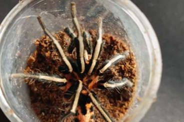 - bird spiders kaufen und verkaufen Photo: Cyriocosmus males for sell