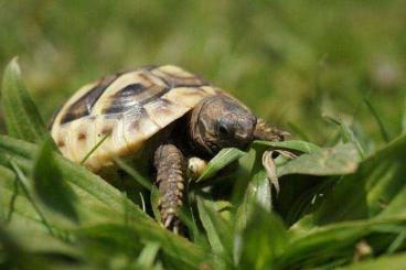 Tortoises kaufen und verkaufen Photo: Griechische Landschildkröten