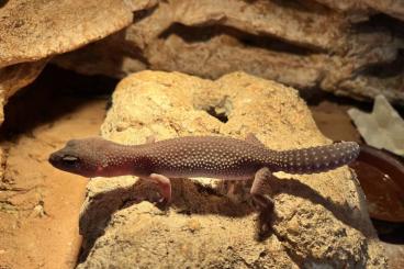 Geckos kaufen und verkaufen Foto: Leopardgeckos zur Abgabe 
