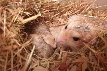 Exotische Säuger kaufen und verkaufen Foto: Niedliche Fettschwanzrennmäuse 