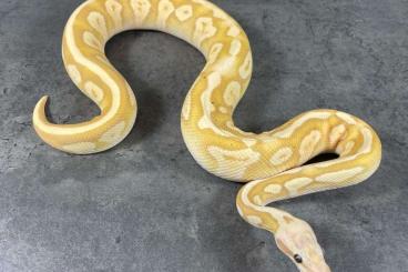 Ball Pythons kaufen und verkaufen Photo: Several ball pythons for sale