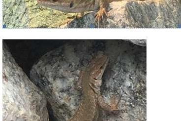 other lizards kaufen und verkaufen Photo: NZ Podarcis siculus siculus